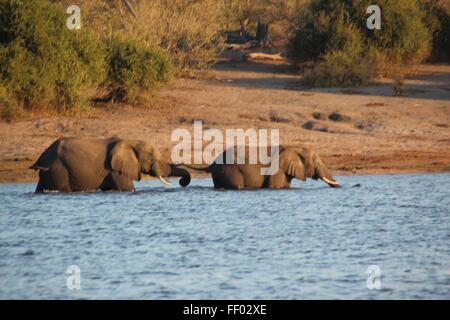 Due elefanti che attraversa un fiume di tenere su ogni altri tails Foto Stock