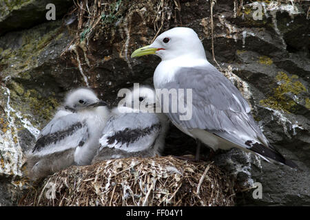 Nero-kittiwake zampe per adulti e due pulcini nel nido su una scogliera giorno di estate Foto Stock