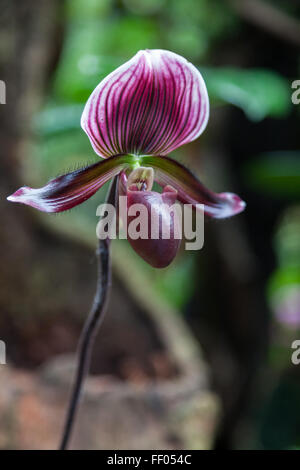 Orchid Paphiopedilum maudiae 'Black Jack' Foto Stock