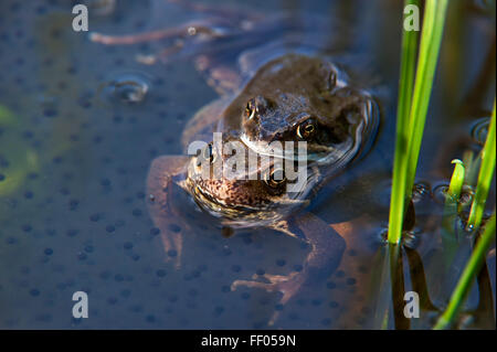 Comune Europea rane marrone (Rana temporaria) coppia in amplexus galleggianti in stagno tra frog spawn Foto Stock