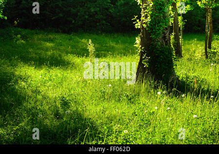 Soleggiato Estate Green Glade con il tarassaco, alberi' trunk e una foresta scura in background Foto Stock