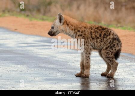 Spotted hyena (Crocuta crocuta) cub permanente sulla strada bagnata dopo la pioggia, Kruger National Park, Sud Africa e Africa Foto Stock