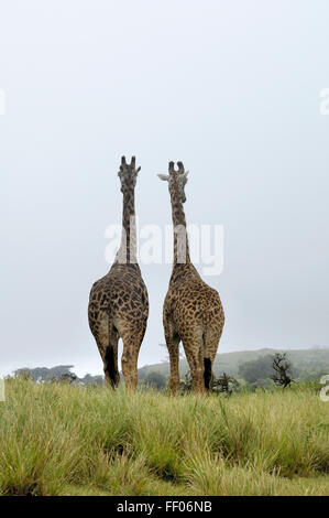 La giraffa sul cratere di Ngorongoro rim road Foto Stock