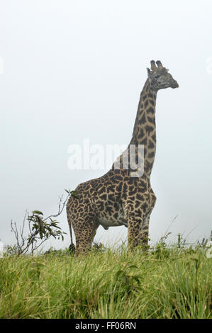 La giraffa sul cratere di Ngorongoro rim road Foto Stock