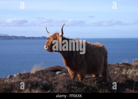 Un altopiano di mucca vicino Applecross nelle Highlands della Scozia. Foto Stock