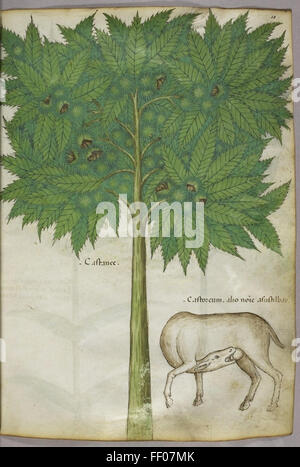 Illustrazione da Tractatus de Herbis Illustrazione da Tractatus de Herbis