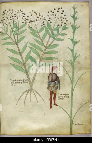 Illustrazione da Tractatus de Herbis