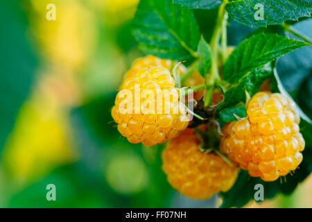 Il giallo di lamponi. Coltivazione di bacche organiche Closeup. Il lampone maturo nel giardino di frutta. Tonica Instant Photo Foto Stock