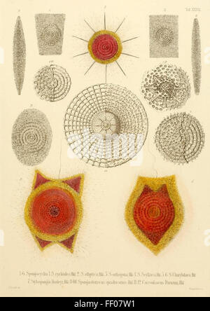 Illustrazione da Ernst Haeckel's Radiolaria Illustrazione da Ernst Haeckel's Radiolaria Foto Stock