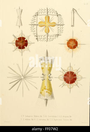 Illustrazione da Ernst Haeckel's Radiolaria Illustrazione da Ernst Haeckel's Radiolaria Foto Stock