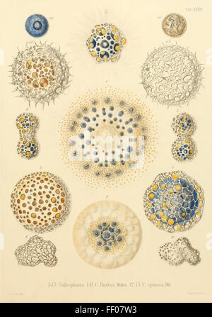 Illustrazione da Ernst Haeckel's Radiolaria Illustrazione da Ernst Haeckel's Radiolaria Foto Stock