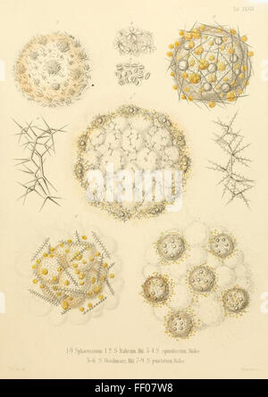 Illustrazione da Ernst Haeckel's Radiolaria Illustrazione da Ernst Haeckel's Radiolaria Foto Stock