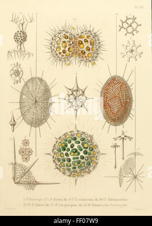 Illustrazione da Ernst Haeckel's Radiolaria Illustrazione da Ernst Haeckel's Radiolaria Foto Stock