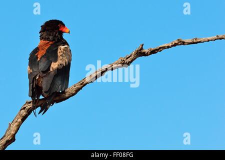 Bateleur eagle (Terathopius ecaudatus), arroccato su albero morto, guardando in avanti, il Parco Nazionale Kruger, Sud Africa e Africa Foto Stock