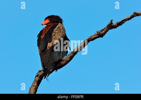 Bateleur eagle (Terathopius ecaudatus), arroccato su albero morto, Kruger National Park, Sud Africa e Africa Foto Stock