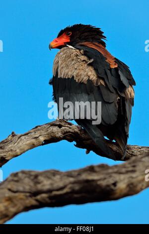 Bateleur eagle (Terathopius ecaudatus), arroccato su albero morto, guardando in avanti, il Parco Nazionale Kruger, Sud Africa e Africa Foto Stock