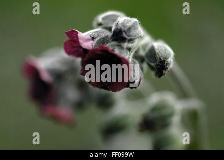 Pianta velenosa / Cynoglossum officinale / houndstongue Foto Stock