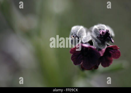 Pianta velenosa / Cynoglossum officinale / houndstongue Foto Stock