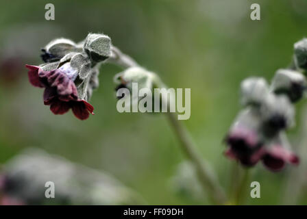 Pianta velenosa / Cynoglossum officinale / houndstongue Foto Stock