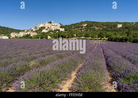 Campo di lavanda , villaggio Simiane la Rotonde , Alpes-de-Haute-Provence, paesaggio, Provenza, Francia Foto Stock