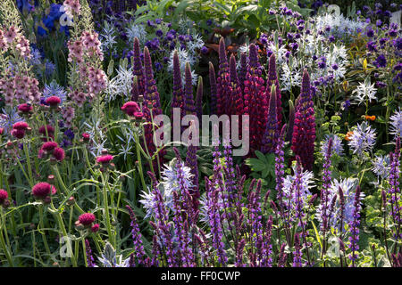 Colorato giardino di primavera confine erbaceo con lupini eryngium verbena salvia e cirsium confine Chelsea fiore mostra londra UK Foto Stock