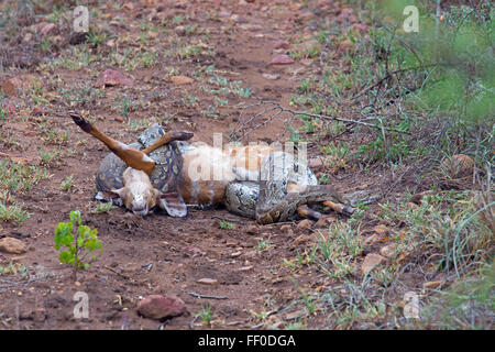 African Rock Python Python sebae sebae strozzare un ormai morto Nyala vitello Foto Stock
