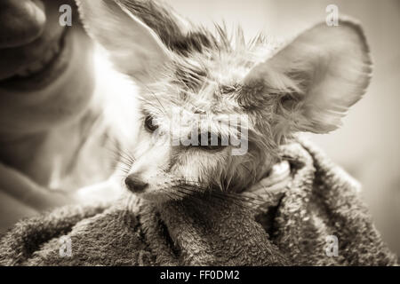 Funny disheveled cucciolo fennec fox con il suo proprietario sorridente sullo sfondo Foto Stock