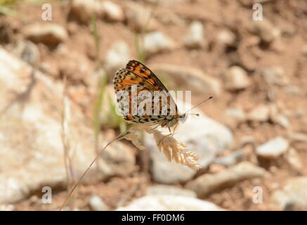 Avvistato fritillary butterfly (Melitaea didyma) sull'erba nella Grecia settentrionale Foto Stock