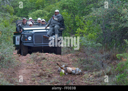 I client di Safari Africano guardando Rock Python Python sebae sebae strozzare un ormai morto Nyala vitello Foto Stock