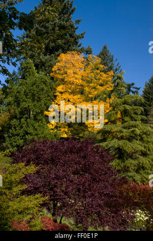 Varietà di alberi e fogliame Locust Tree , Robinia pseudoacacia Foto Stock