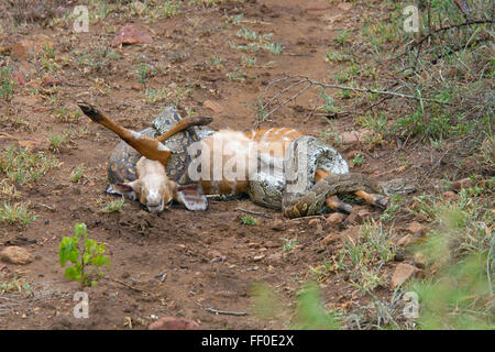 African Rock Python Python sebae sebae strozzare un ormai morto Nyala vitello Foto Stock
