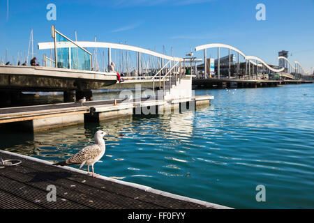 Unico seagull vicino a La Rambla de Mar bridge nel porto di Barcellona, Spagna Foto Stock