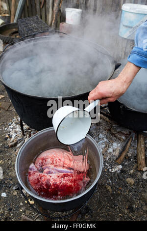 Mano di un vecchio contadino donna versando acqua bollita oltre appena macellata polmoni di maiale Foto Stock