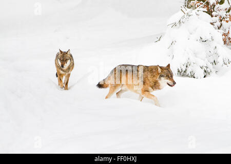 Due comunità lupi grigi (Canis lupus lupus) a piedi attraverso un innevato della foresta bavarese, in Germania parco nazionale, Europa Foto Stock