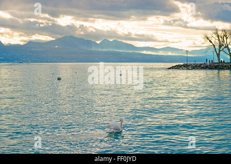 Losanna quay del Lago di Ginevra e swan in inverno Ouchy. Losanna è una città in Svizzera. Ouchy è una porta e un popolare resort in riva al lago di Losanna. Foto Stock