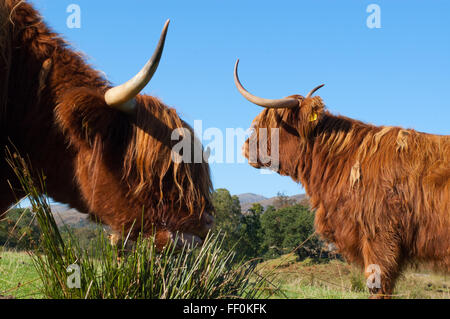 Due Highland scozzesi le mucche al pascolo in un campo in Scozia Foto Stock