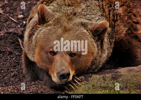 Europea di orso bruno in appoggio Foto Stock