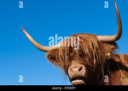 Scottish highland mucca con grandi corna Foto Stock