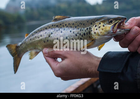 Appena pescato la trota marrone sul pescatore la mano con il lago in background Foto Stock