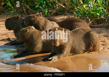 Capibara (Hydrochaeris hydrochaeris) su sandbank nel fiume, Pantanal, Mato Grosso, Brasile Foto Stock