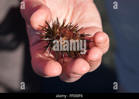 Viola ricci di mare (Paracentrotus lividus) in mano, La Gomera, isole Canarie, Spagna Foto Stock