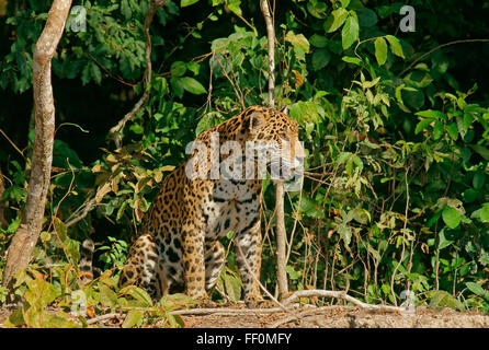Jaguar (Panthera onca) seduto sul lungofiume, Pantanal, Mato Grosso, Brasile Foto Stock