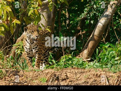 Jaguar (Panthera onca) in piedi sul lungofiume, Pantanal, Mato Grosso, Brasile Foto Stock