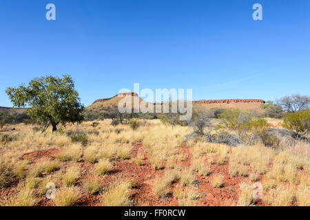Bush nei pressi di Alice Springs, Territorio del Nord, l'Australia Foto Stock