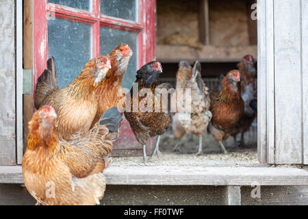 Un gruppo di galline a piedi attorno alla porta di un pollaio. Foto Stock