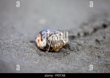 Un close-up di un granchio eremita in una shell sulla sabbia in spiaggia. Foto Stock