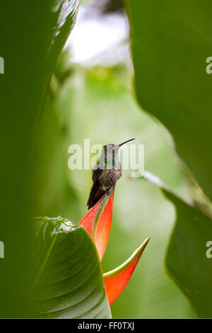Un colibrì arroccato sul bordo di un uccello del paradiso fiore in una verdeggiante bagnato tropicale. Foto Stock