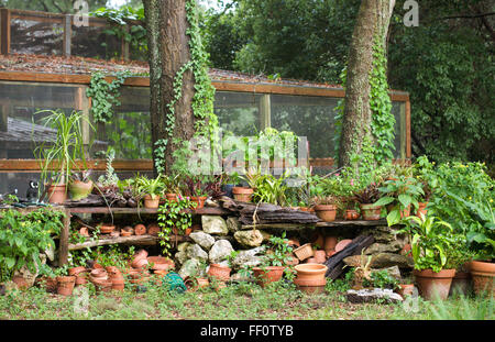 Un ripiano di terracotta pots in un lussureggiante incolto area di stoccaggio esterna. Foto Stock