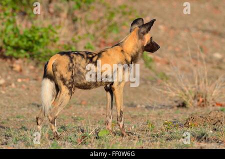 African wild dog (Lycaon pictus), avviso di primo mattino, Kruger National Park, Sud Africa e Africa Foto Stock
