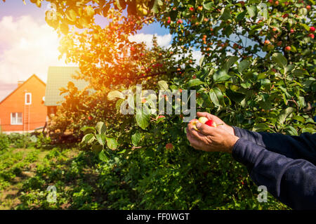 L'agricoltore caucasica tenendo la frutta in giardino Foto Stock